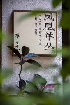凤凰单丛