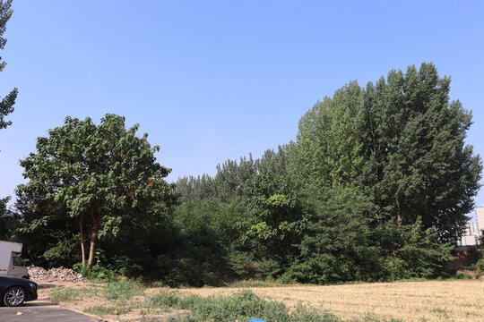 树林