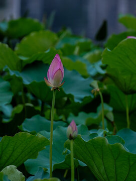 荷花