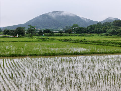 稻田