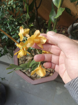 黄芍唇石斛