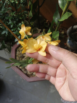 黄芍唇石斛