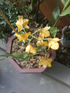 黄芍唇石斛