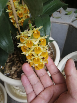 密花石斛