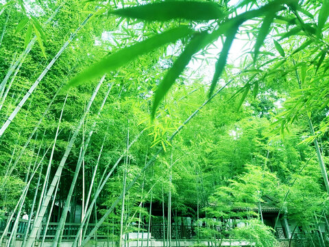 灵隐寺