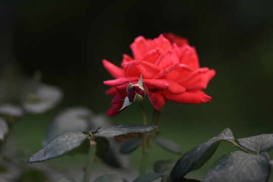 月季花