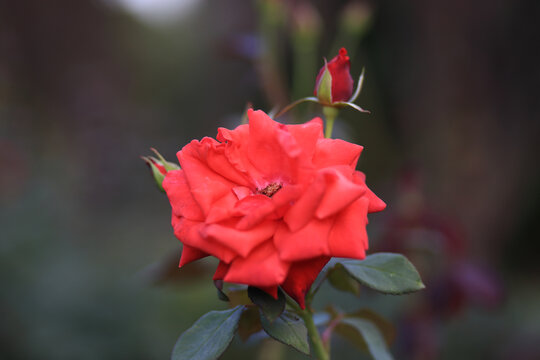 月季花