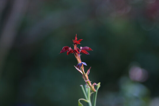 月季花