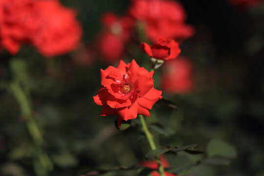 月季花
