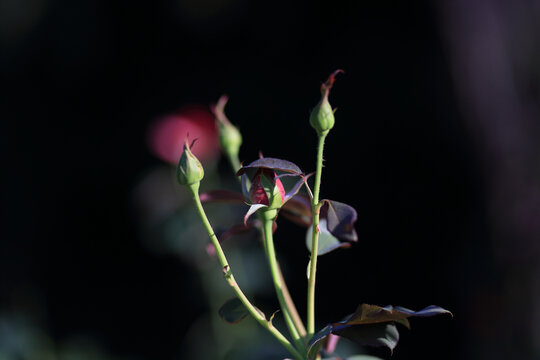 月季花