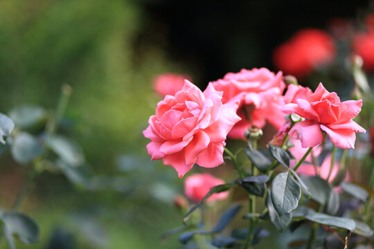 月季花