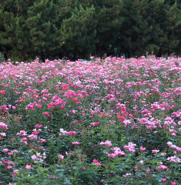 月季花