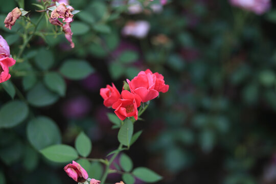 月季花