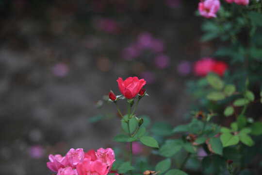 月季花