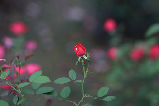 月季花