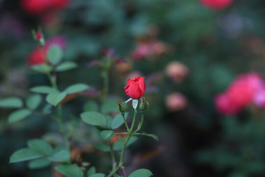 月季花