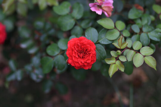 月季花