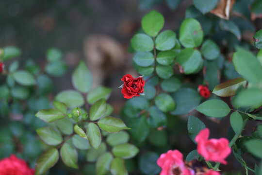 月季花
