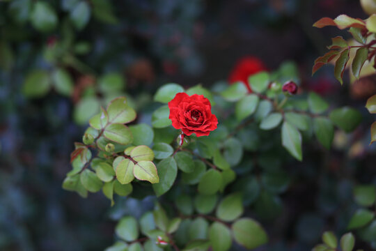 月季花
