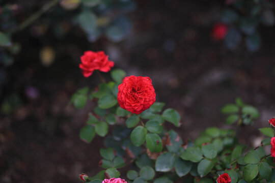 月季花