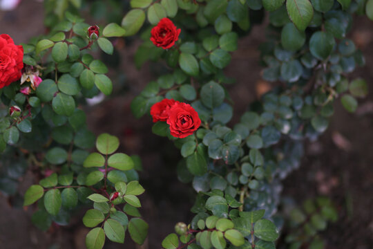 月季花