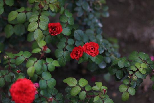 月季花