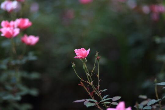 月季花