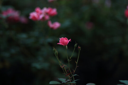月季花