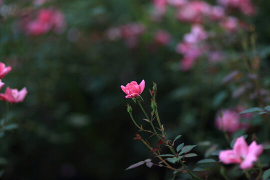 月季花