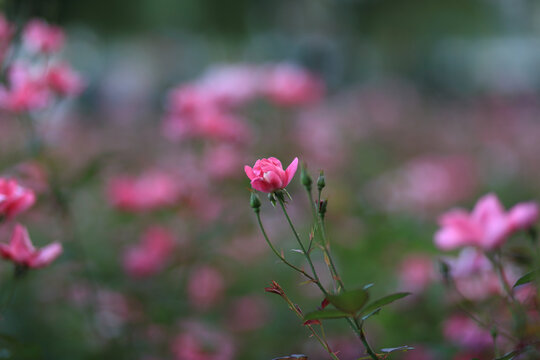月季花