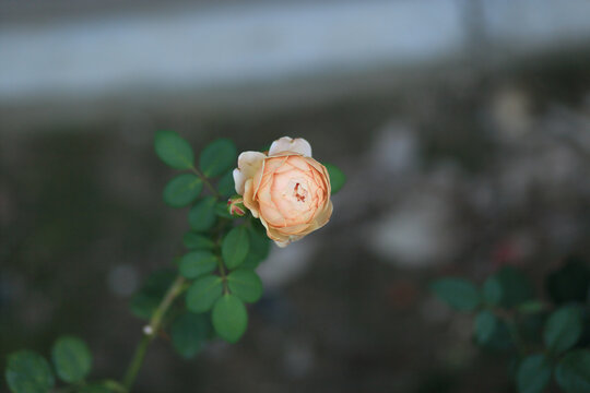 月季花