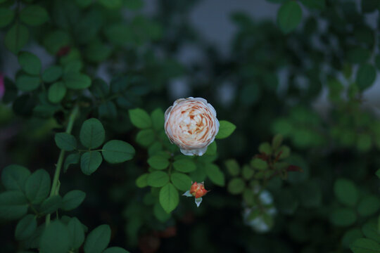 月季花