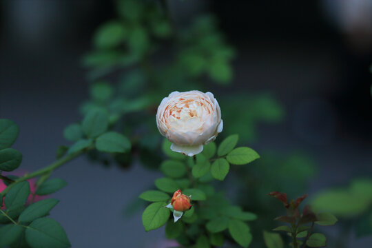 月季花