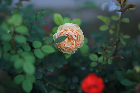 月季花