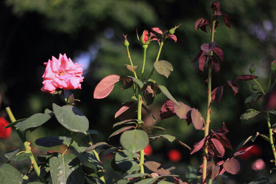 月季花