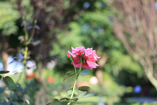 月季花