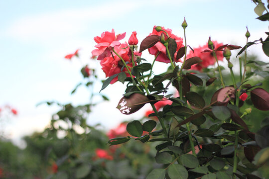 月季花