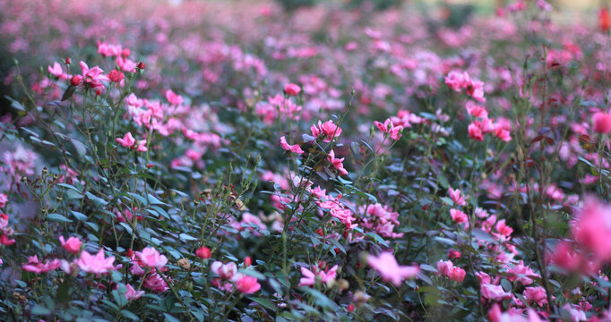 月季花