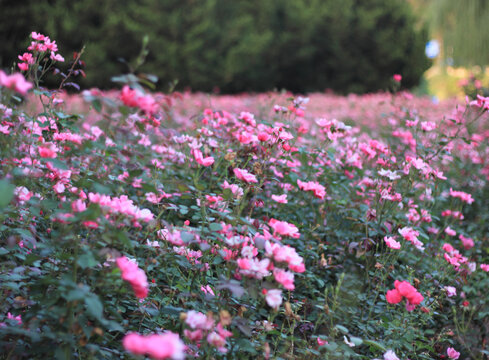 月季花