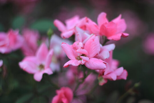月季花