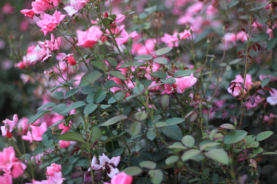 月季花