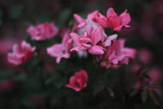 月季花