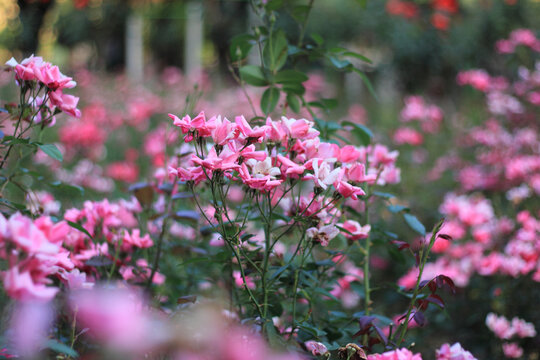 月季花