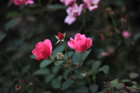 月季花