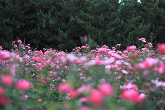 月季花