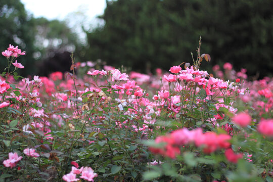 月季花