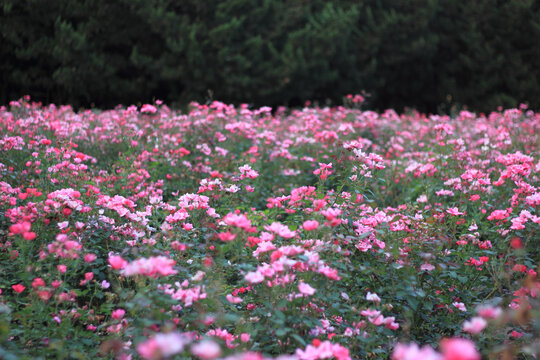 月季花