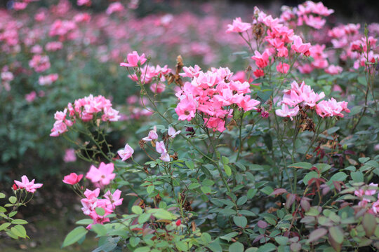 月季花