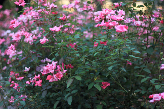 月季花