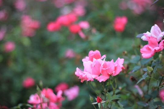 月季花